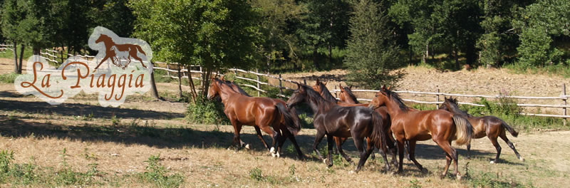 fotocavalli